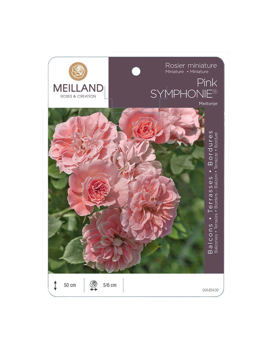 PINK SYMPHONIE ® Meitonje Rosier miniature