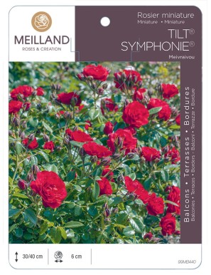 TILT SYMPHONIE ® Meivraivou Rosier miniature