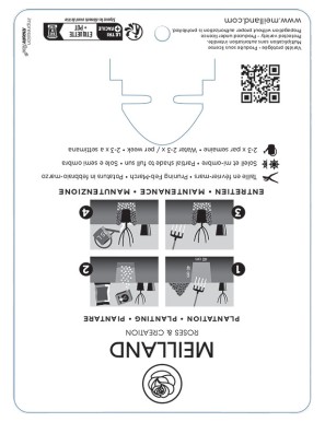 TILT SYMPHONIE ® Meivraivou Rosier miniature