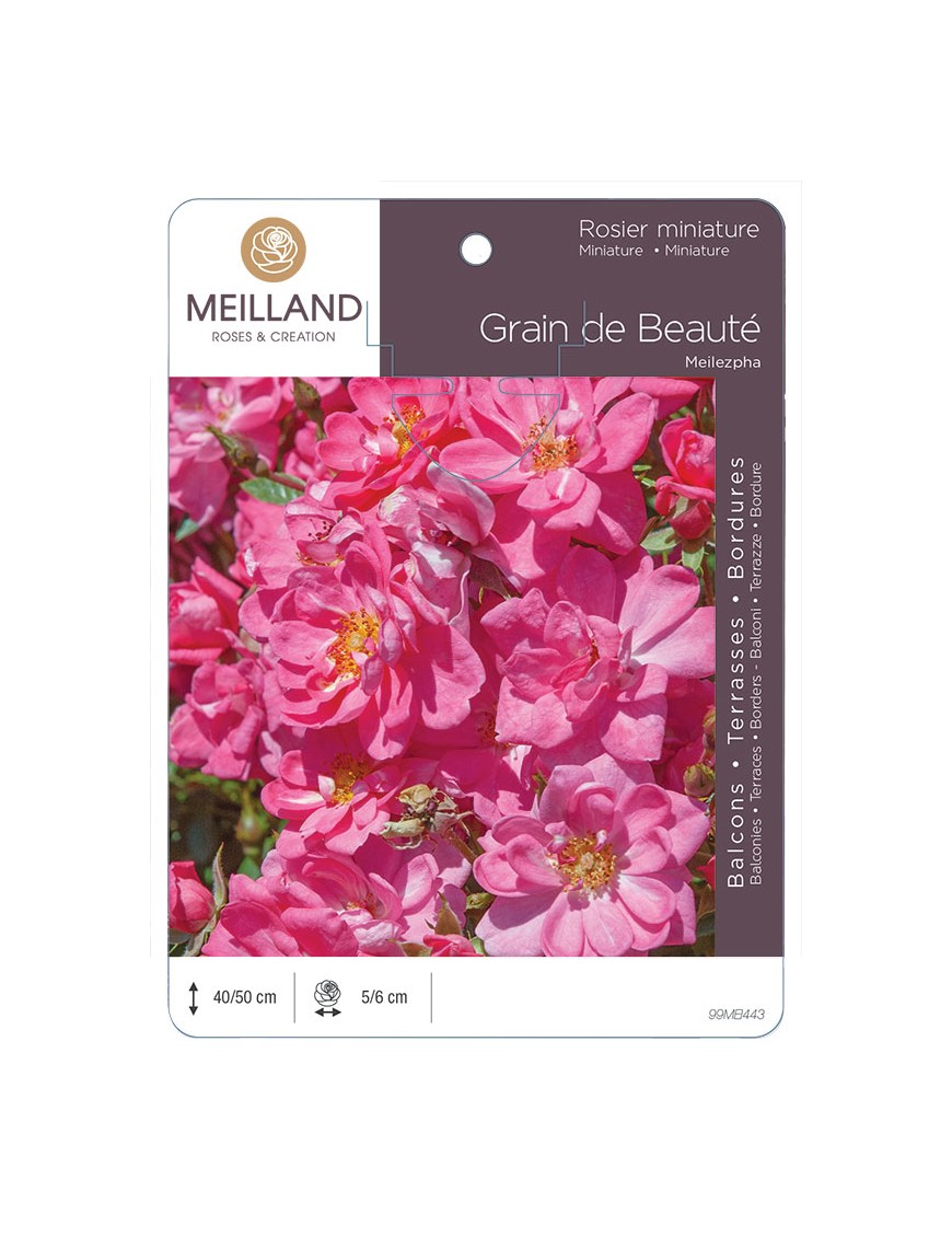 GRAIN DE BEAUTE ® Meilezpha Rosier miniature