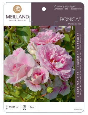 BONICA ® 82 Meidomonac Rosier paysager