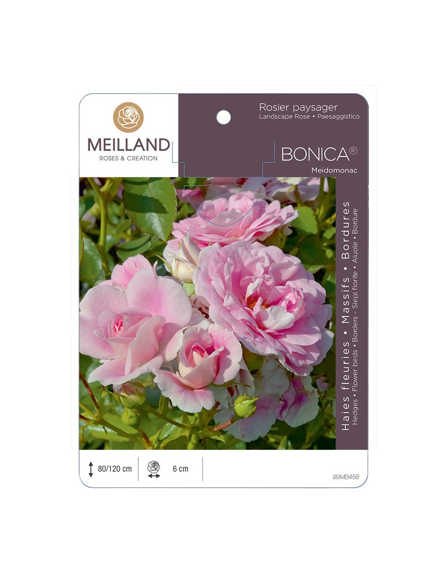 BONICA ® 82 Meidomonac Rosier paysager