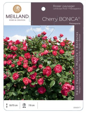 CHERRY BONICA ® Meipeporia Rosier paysager