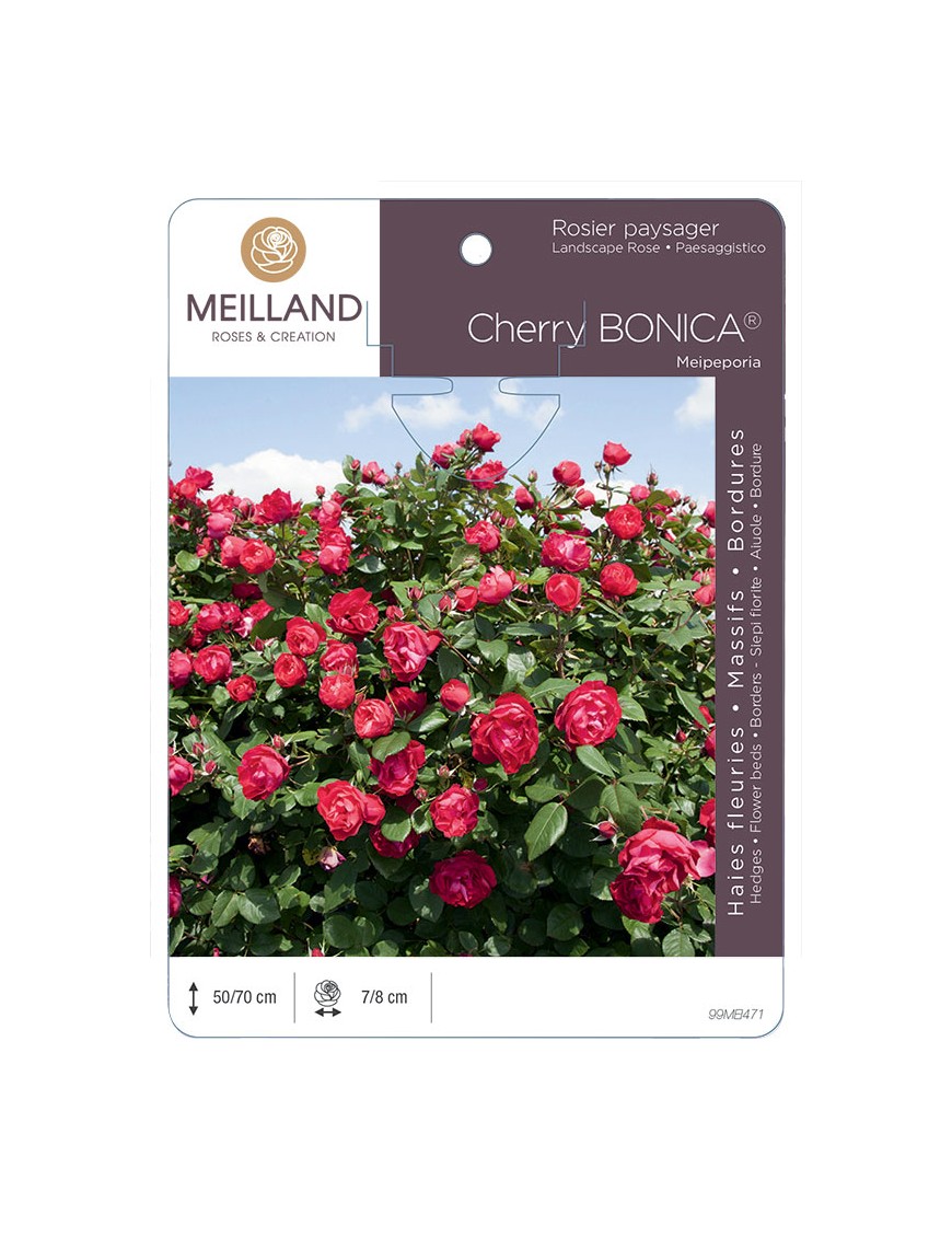 CHERRY BONICA ® Meipeporia Rosier paysager