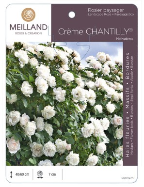 CREME CHANTILLY ® Meiradena Rosier paysager