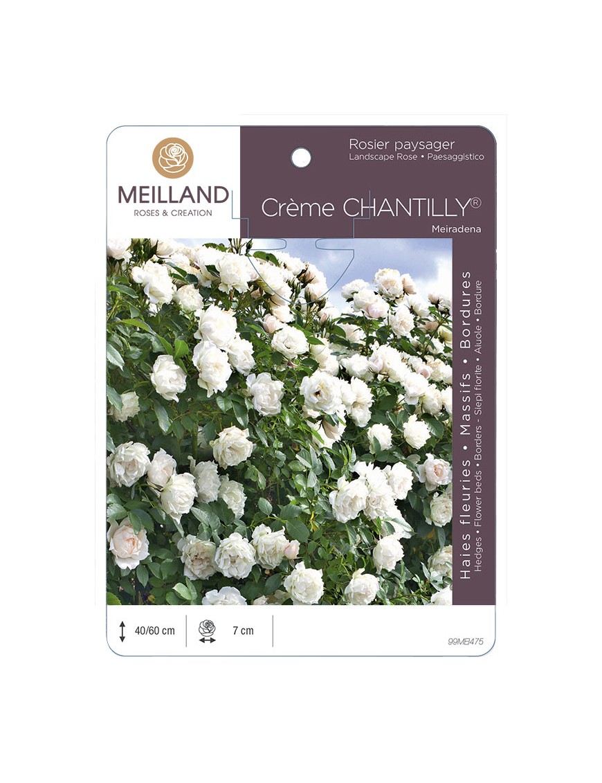 CREME CHANTILLY ® Meiradena Rosier paysager