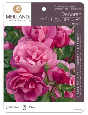 DEBORAH MEILLANDECOR ® Meinoiral Rosier paysager