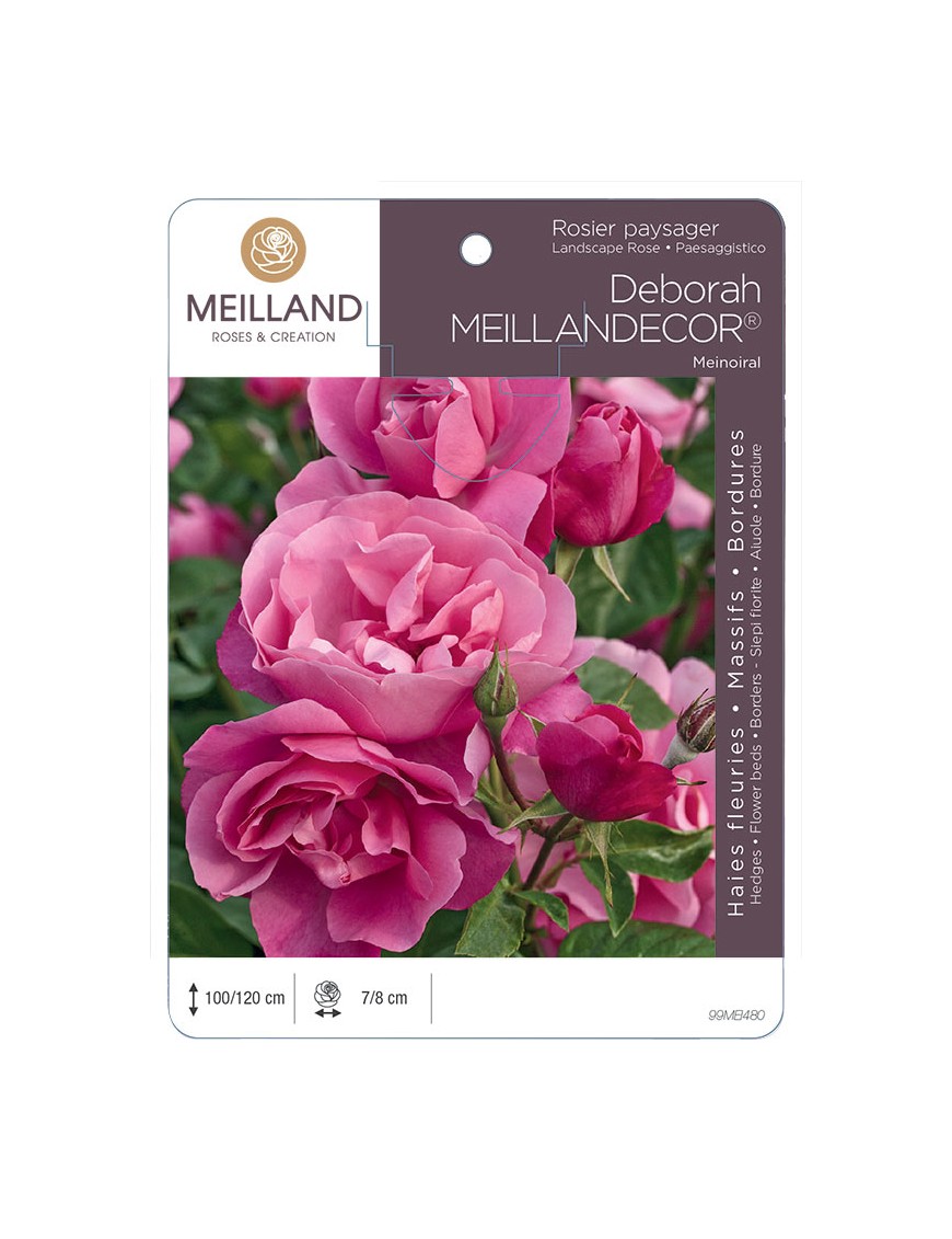 DEBORAH MEILLANDECOR ® Meinoiral Rosier paysager
