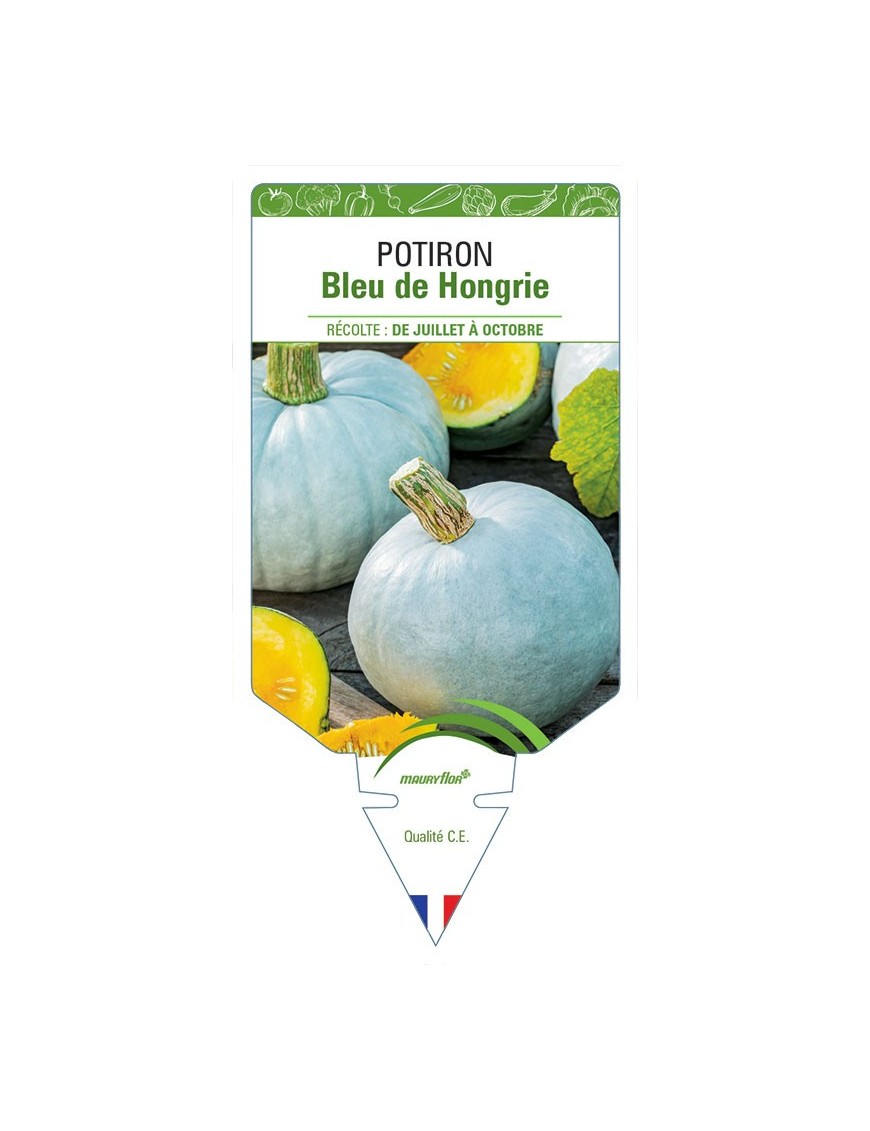 POTIRON BLEU DE HONGRIE