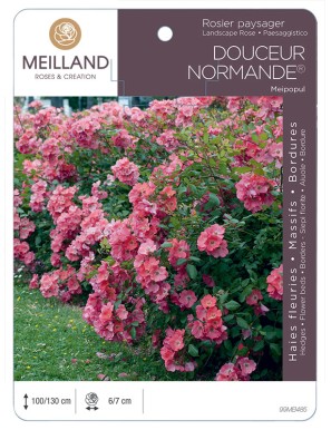 DOUCEUR NORMANDE ® Meipopul Rosier paysager