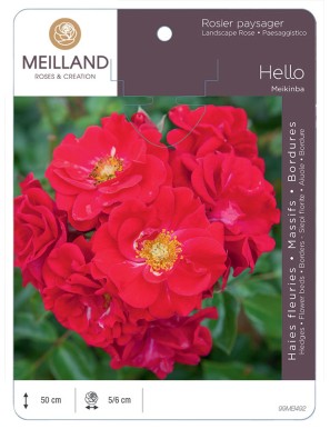 HELLO ® Meikinba Rosier paysager