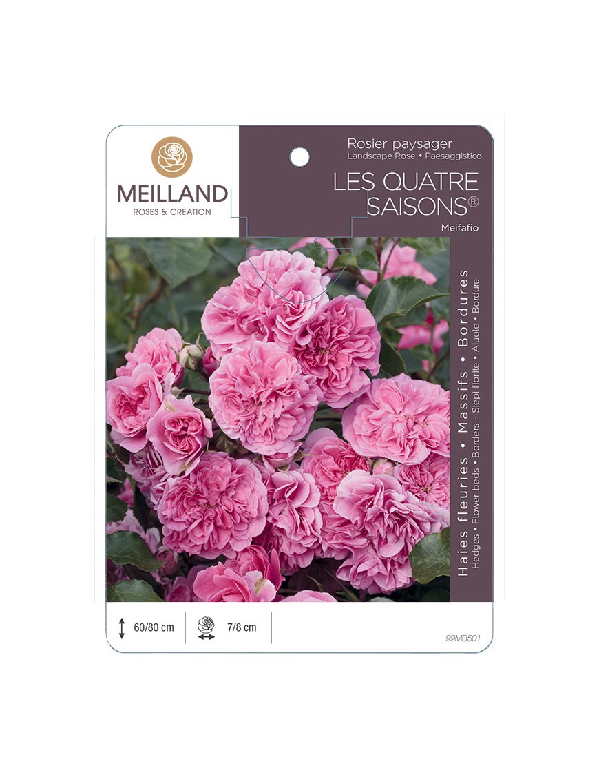 LES QUATRE SAISONS ® Meifafio Rosier paysager