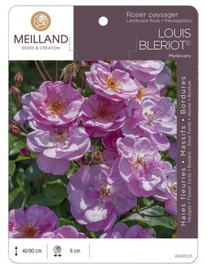LOUIS BLERIOT ® Meibivers Rosier paysager