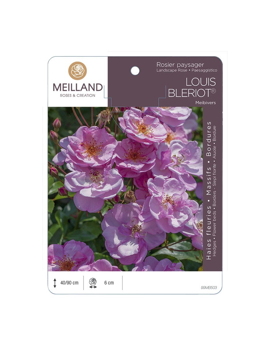 LOUIS BLERIOT ® Meibivers Rosier paysager