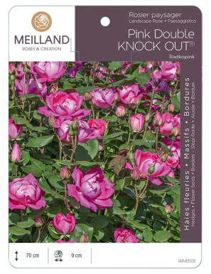 Pink DOUBLE KNOCK OUT ® Radkopink Rosier paysager