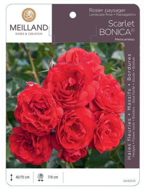 Scarlet BONICA ® Meiscarlebo Rosier paysager