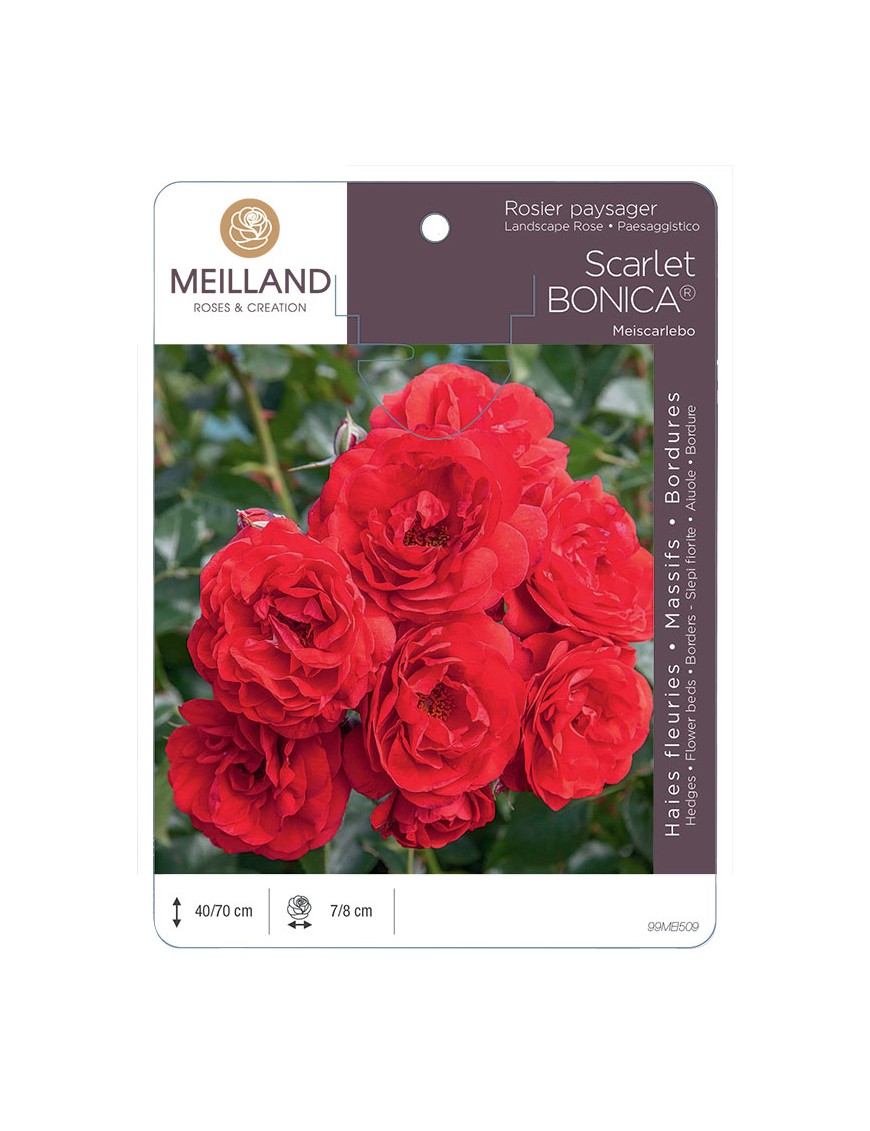 Scarlet BONICA ® Meiscarlebo Rosier paysager