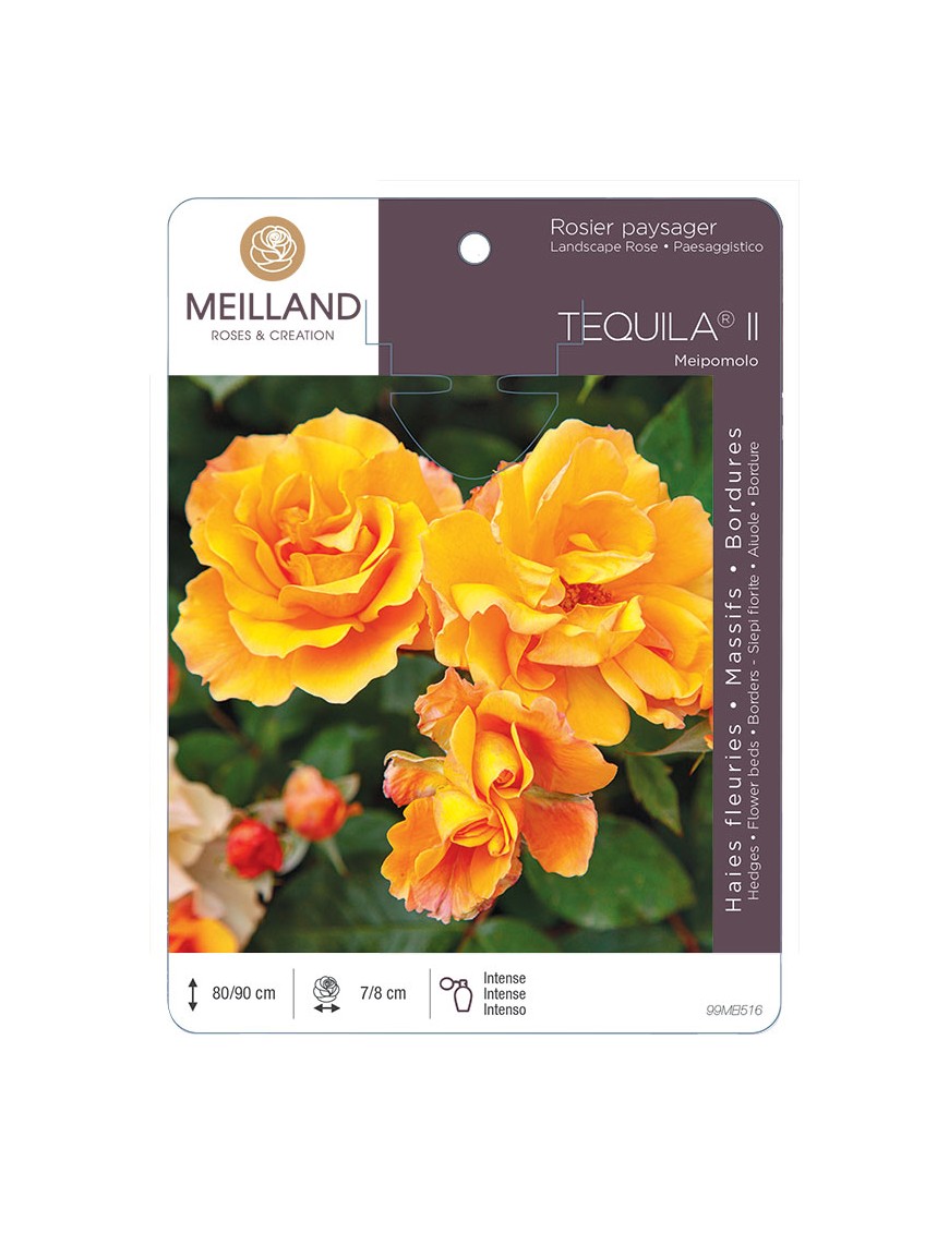 TEQUILA ® Meipomolo Rosier paysager