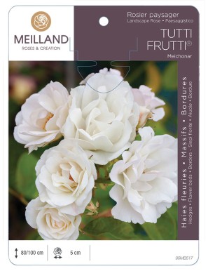 TUTTI FRUTTI ®  Meichonar * Rosier paysager