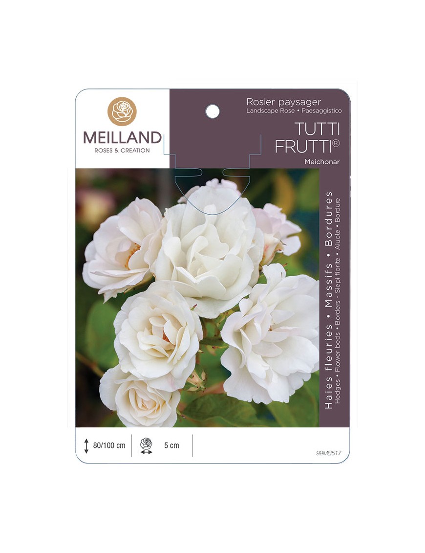 TUTTI FRUTTI ®  Meichonar * Rosier paysager