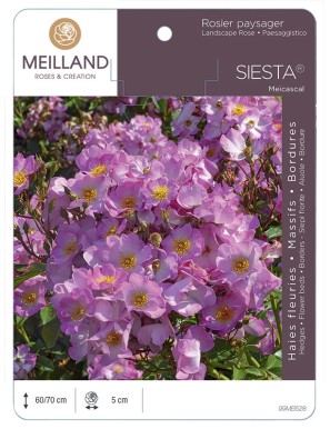 SIESTA ® Meicascal * Rosier paysager
