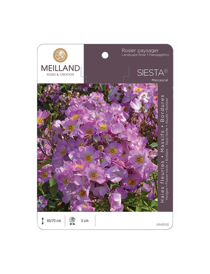 SIESTA ® Meicascal * Rosier paysager