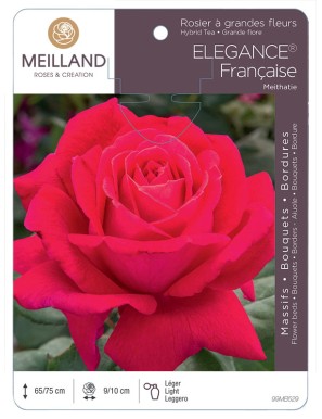 ELEGANCE Française ® Meithatie Rosier à grandes fleurs