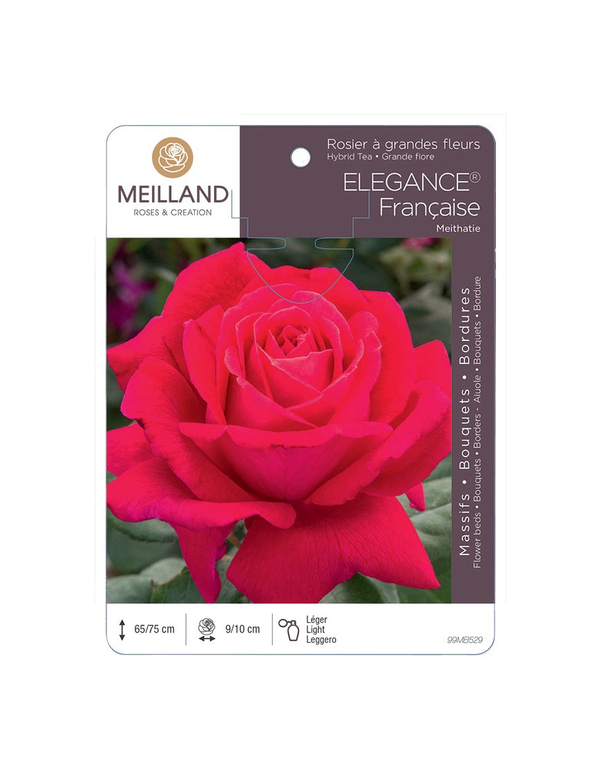 ELEGANCE Française ® Meithatie Rosier à grandes fleurs