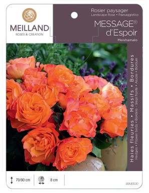 MESSAGE® d'espoir Meishamalo Rosier paysager