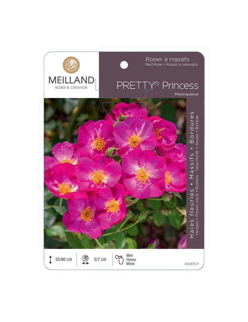 PRETTY® Princess Meimauleva Rosier à massifs