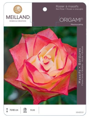 ORIGAMI ® Meimozahiq Rosier à massifs