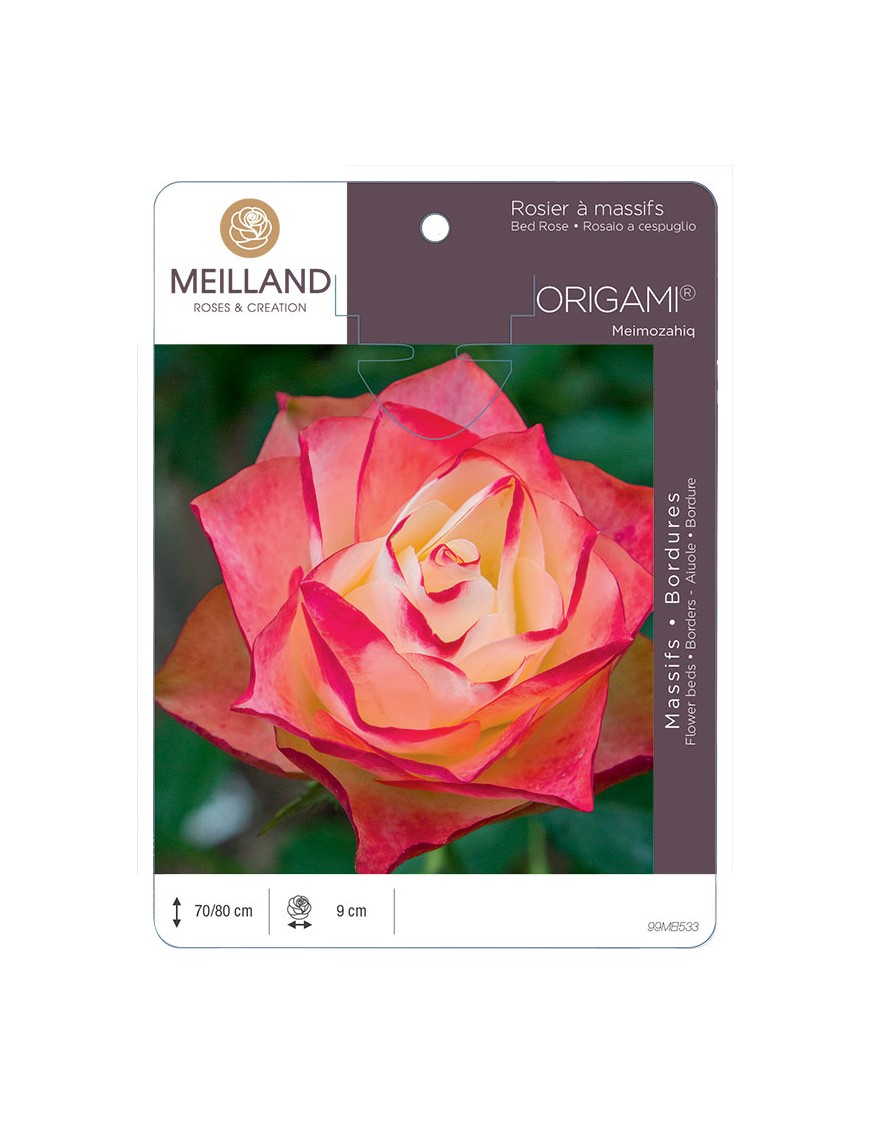 ORIGAMI ® Meimozahiq Rosier à massifs