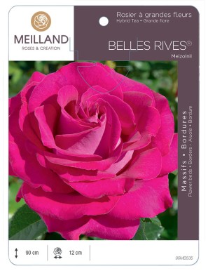 BELLES RIVES ® Meizolnil Rosier à grandes fleurs