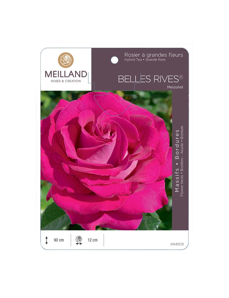 BELLES RIVES ® Meizolnil Rosier à grandes fleurs