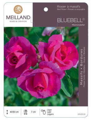 BLUEBELL ® Meimindefer Rosier à massifs