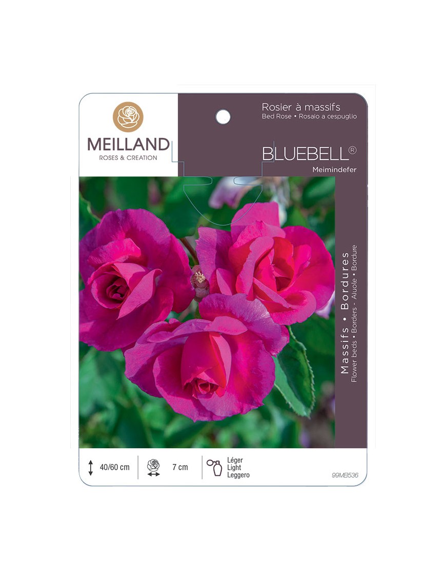 BLUEBELL ® Meimindefer Rosier à massifs