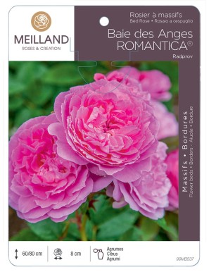 Baie des Anges ROMANTICA ® Radprov Rosier à massifs