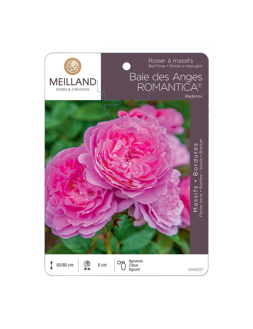 Baie des Anges ROMANTICA ® Radprov Rosier à massifs