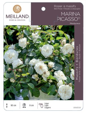 MARINA PICASSO ® Meidyceus Rosier à massifs