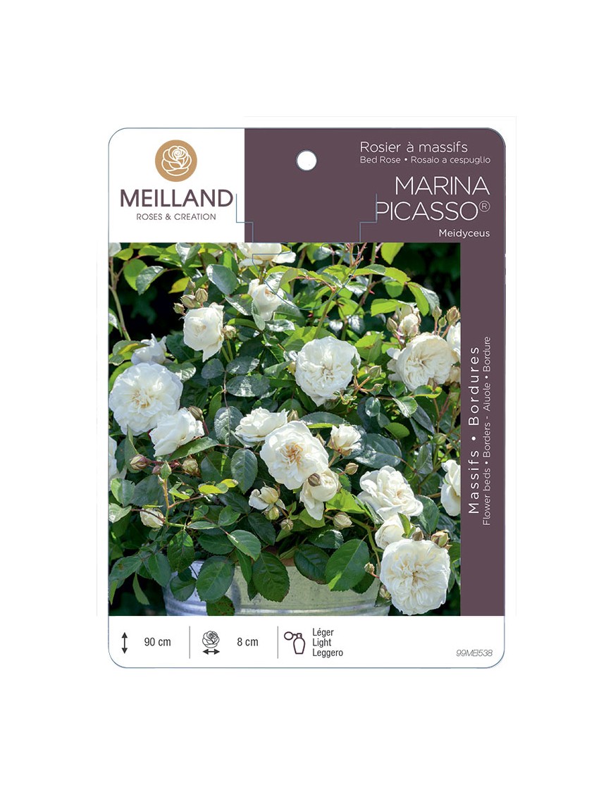 MARINA PICASSO ® Meidyceus Rosier à massifs