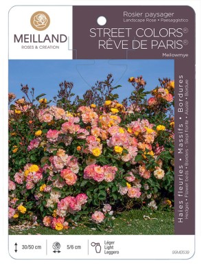 REVE DE PARIS® Meilowmye Rosier paysager