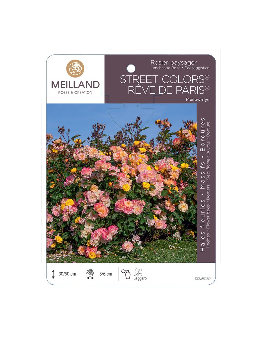 REVE DE PARIS® Meilowmye Rosier paysager