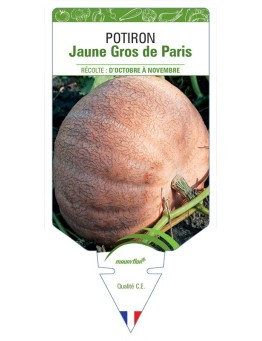 POTIRON JAUNE GROS DE PARIS