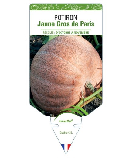 POTIRON JAUNE GROS DE PARIS