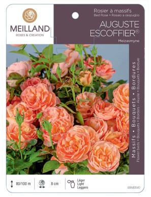 AUGUSTE ESCOFFIER ® Meizasmyne Rosier à massifs