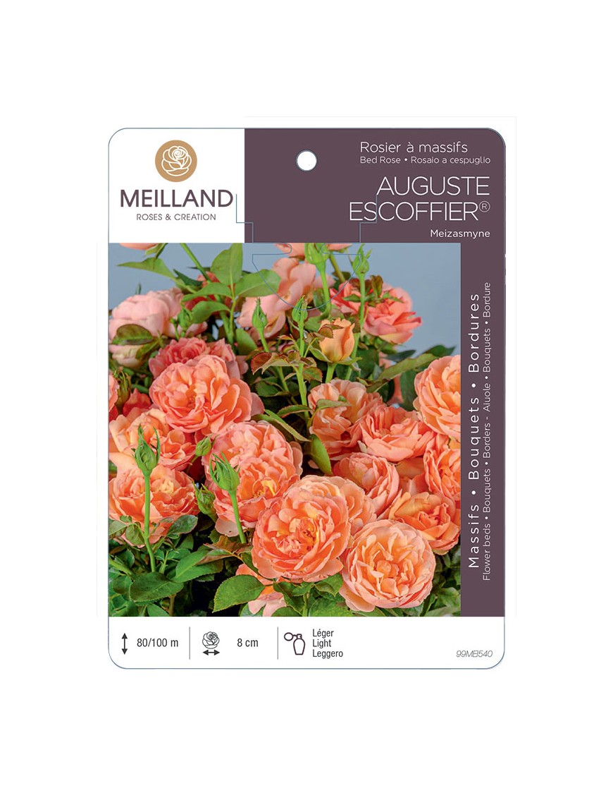 AUGUSTE ESCOFFIER ® Meizasmyne Rosier à massifs
