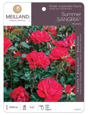 SUMMER SANGRIA ® Meizilena Rosier à massifs