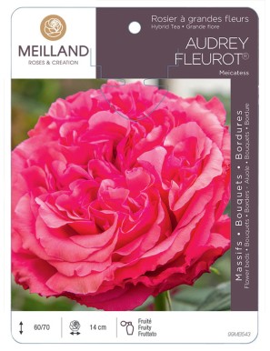 AUDREY FLEUROT ® Meicatess Rosier à grandes fleurs
