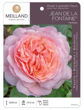 JEAN DE LA FONTAINE ® Meiffable Rosier à grandes fleurs