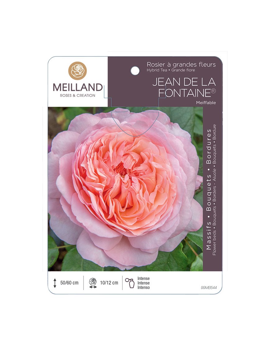 JEAN DE LA FONTAINE ® Meiffable Rosier à grandes fleurs